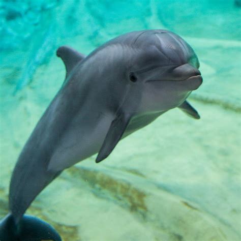 Dolphins - Shalanda Haskins