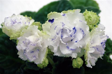 Фиалка РС-Зеленая Лагуна