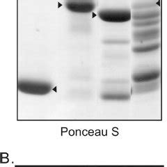 Direct-interaction assays with UL16 and gEtail. The indicated amounts ...