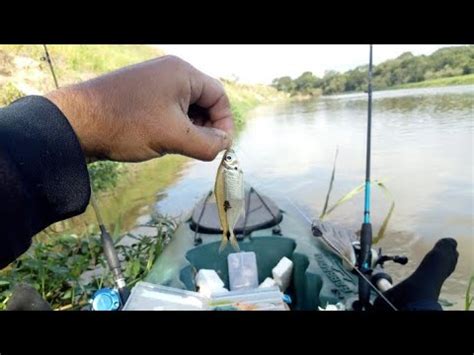 Pescaria De Lambari No Rio Paraiba Do Sul Pescaria De Caiaque