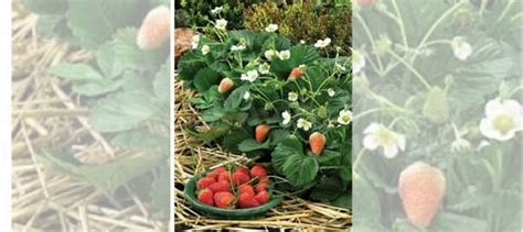 Саженцы клубники купить в Новосибирске | Товары для дома и дачи | Авито