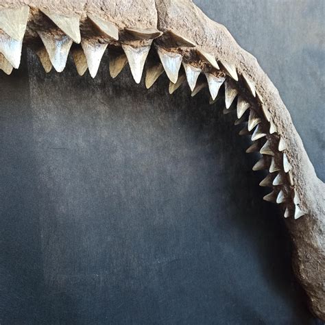 3D printing will allow schools to own a megalodon jaw replica 13