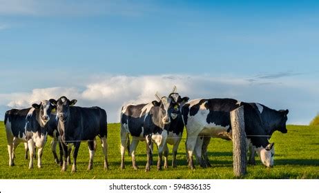 Dutch Black White Cows Meadow Grassland Stock Photo