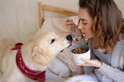 Melhores Ra Es Do Mercado Para Golden Em Amo Vira Lata