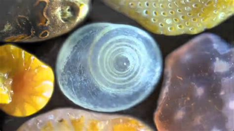 Grains Of Sand Under A Microscope Youtube