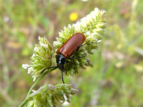 1536x864 wallpaper | Lepidopteran, Orange Beetle, Insect, one animal, insect | Peakpx