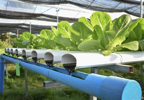 Гидропоника. Опыт разных стран | Крым на Перекоп.Инфо