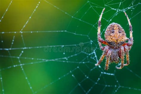 Tangled Naked Man Trapped In A Huge Spider Web Stock Image Image Of Halloween Creepy