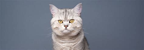 Kucing British Shorthair: Informasi tentang Perilaku Kucing British