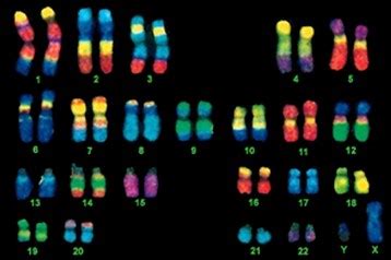 chromosome painting zoology  ias ifos   competitive exams