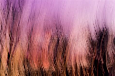 Naked Trees At Sunset Abstract Landscape Stock Image Image Of
