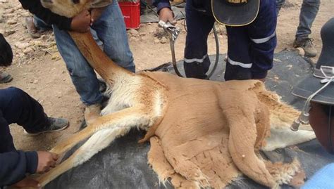 Esquila de vicuñas faena ancestral que pervive en los Andes de Perú