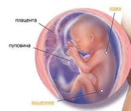 Родильный дом №7, Новосибирск - Что такое плацента?