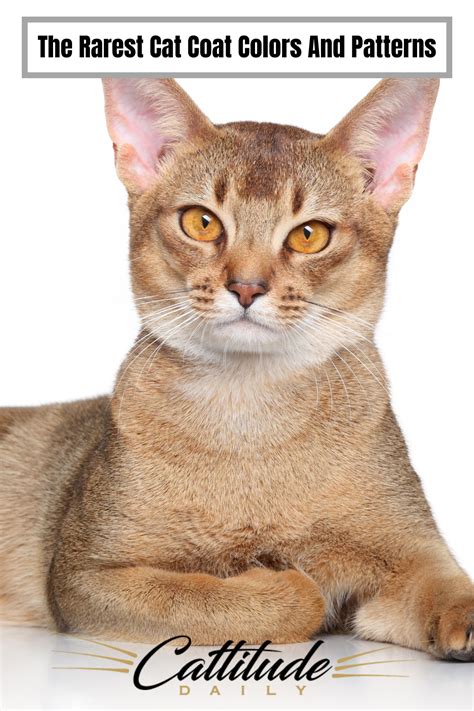 Rare Cat Patterns