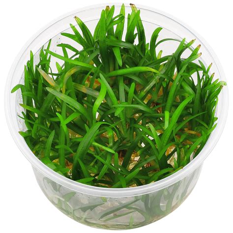 Sagittaria subulata | Aquasabi - Aquascaping Shop