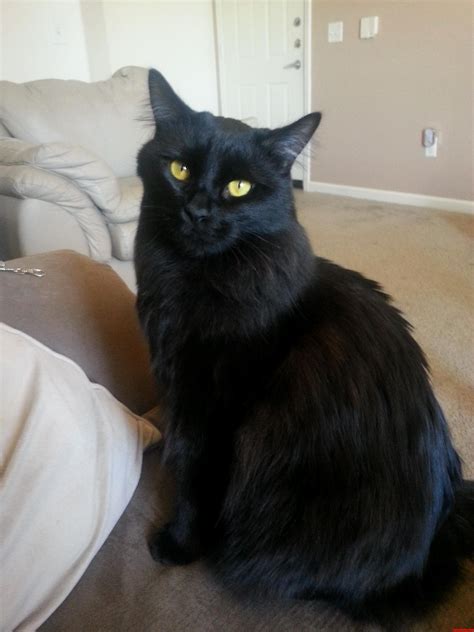 Youre Not Done Yet Are You Cute Cats Hq Pictures Of Cute Cats And