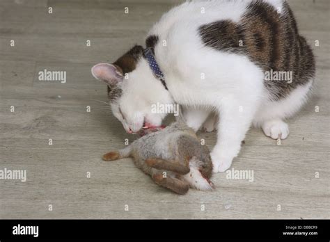 Cat Eating Rabbit