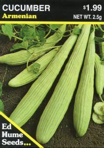 Cucumber – Armenian – Hume Seeds