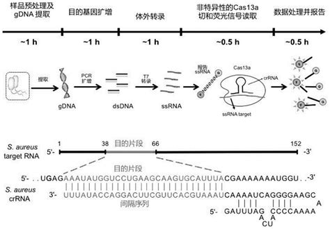 一种基于crispr Cas13a系统检测微生物的方法及应用与流程2