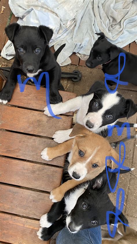 Border Collie Kelpie Cross - April Boesten - PetsForHomes