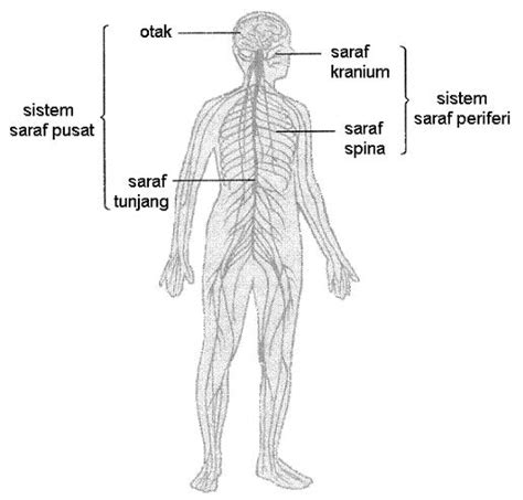 Sistem Saraf Manusia Jenrysaiparudins Blog