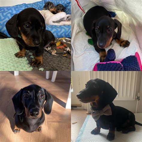 They grow up so fast! Here is Pretzel at 1, 2, 3 and 4 months old : r/Dachshund