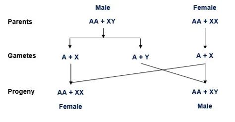 Moleculezz Sex Determination Mechanism