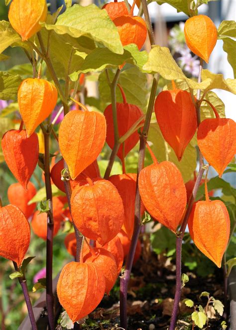Chinese Lantern Flower Plant