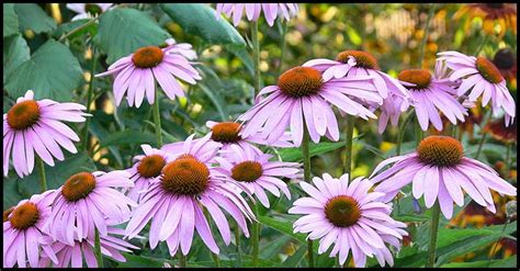 Echinacea For Pain Relief Boosting Immunity Fighting Cancer And More