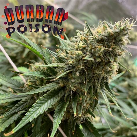 Best Weed For Sex Top Strains Dagga Seeds