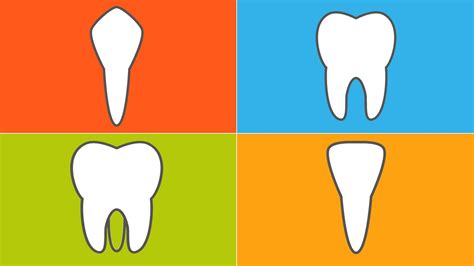 Types Of Teeth Diagram Without Label