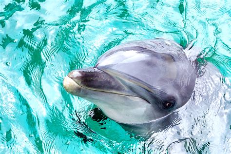 bottlenose dolphin erie  shinagawa aquarium flickr