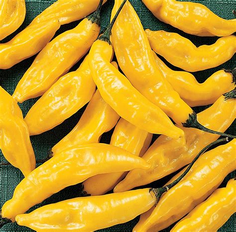 Pepper Hot Lemon Drop Premier Seeds Direct