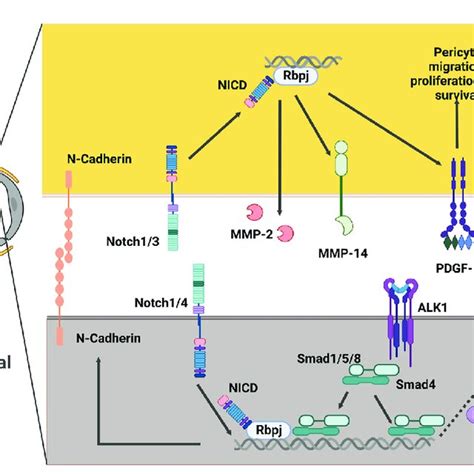 Potential Intercellular Signaling Between Endothelial Cells And