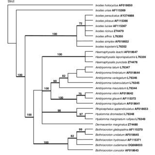 Strict consensus maximum parsimony tree based on the alignment of 18S ...