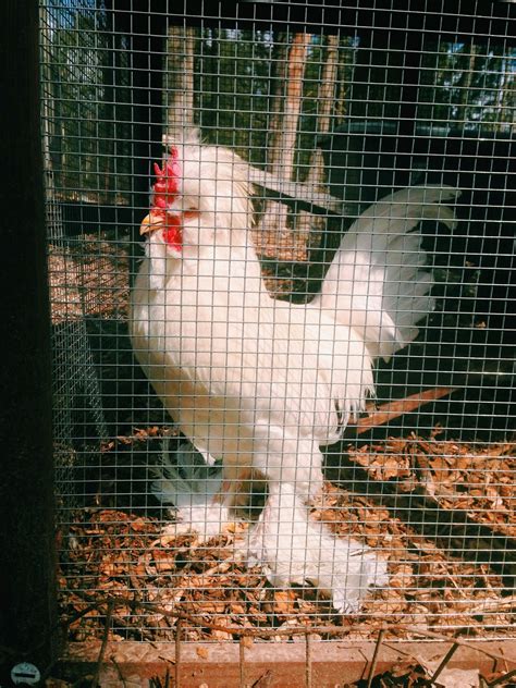 Linn Acres Farm: Urban Chicken Coop: A Review