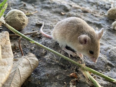 desert pygmy mouse mus indutus