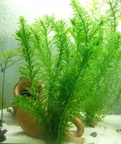 Planta Acu Tica Elodea Cuotas Sin Inter S