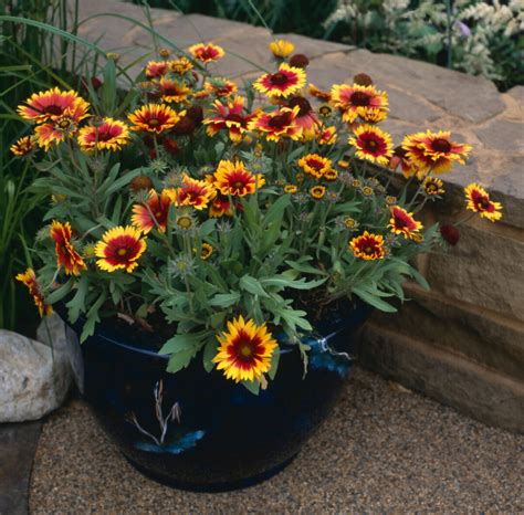 7 Reasons To Grow Blanket Flower Gaillardia The Perennial That
