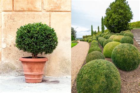 Buchinho Ou Buxinho Barriga - Buxinho: Como Cultivar E Modelar Esta Planta Versátil