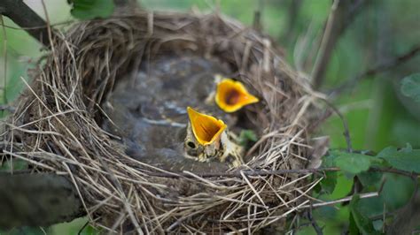 How To Prevent Birds From Nesting On Your Home Wildlife Pros