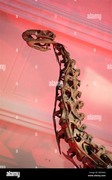 Cast Of Jobaria Tiguidensis A Sauropod From Early Cretaceous Period