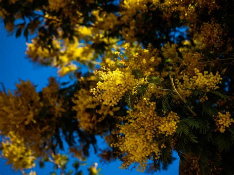 Мимоза дерево (109 фото) - 109 фото