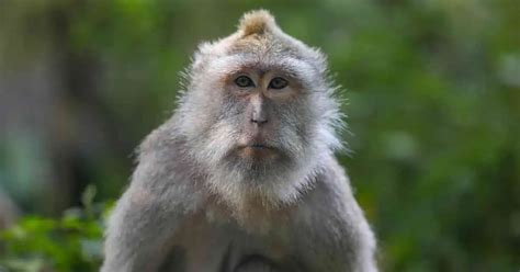 Macaque Behavior - AnimalBehaviorCorner