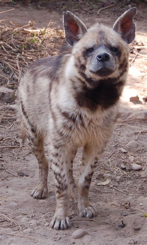 striped hyena (Hyaena hyaena) | Striped hyena, Endangered animals, Hyena