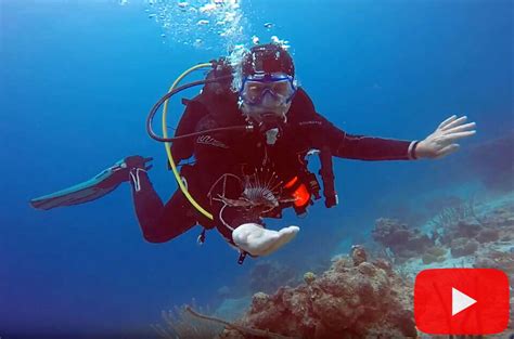 Dangerous Lionfish Taming In Aruba Lionfish Divers