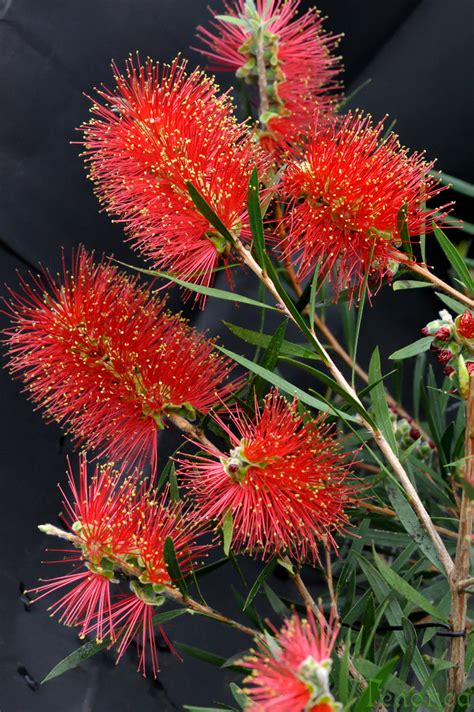 Callistemon citrinus, Калистемон цитринус, syn. Callistemon lanceolatus ...