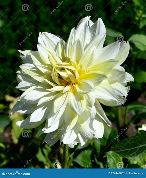 La Luna Dahlia stock image. Image of cook, glencoe, susans - 124448801