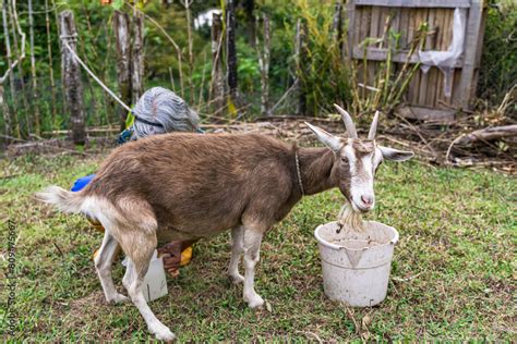 Older Latina Woman With Gray Hair And Yellow Boots Milking Goat On Her Farm Colombian Peasant