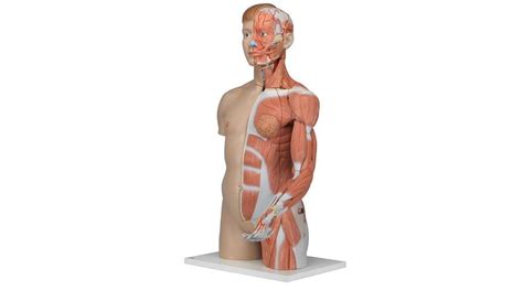 Life Size Dual Sex Torso With Muscle Arm 33 Part